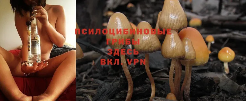 дарнет шоп  Старая Русса  Псилоцибиновые грибы Magic Shrooms 